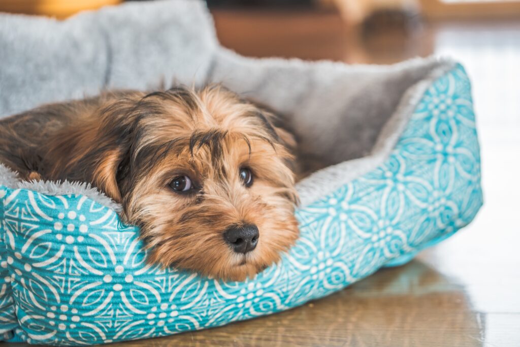 Closeup shot of a cute adorable sad looking domestic Shih poo type of dog indoors