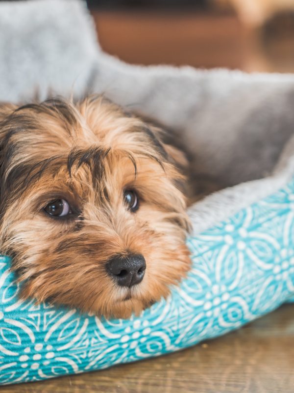 Closeup shot of a cute adorable sad looking domestic Shih poo type of dog indoors